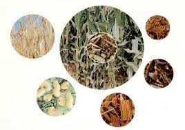 赫梅利尼茨基完成烏克蘭第一座熱電生物發(fā)電廠的建設(shè)