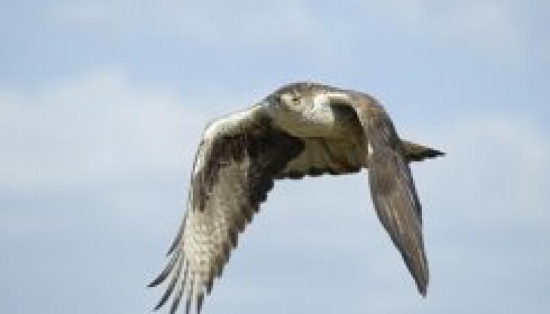 Endesa將獲得24,500歐元以保護(hù)鳥(niǎo)類免受電力線的侵害